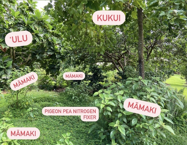 Mamaki Tea key terms