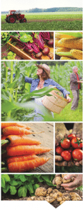 farming collage