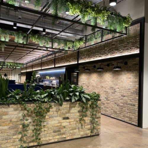 decorative plants in office