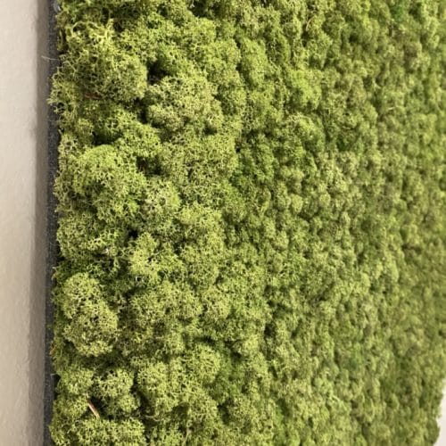 Moss wall