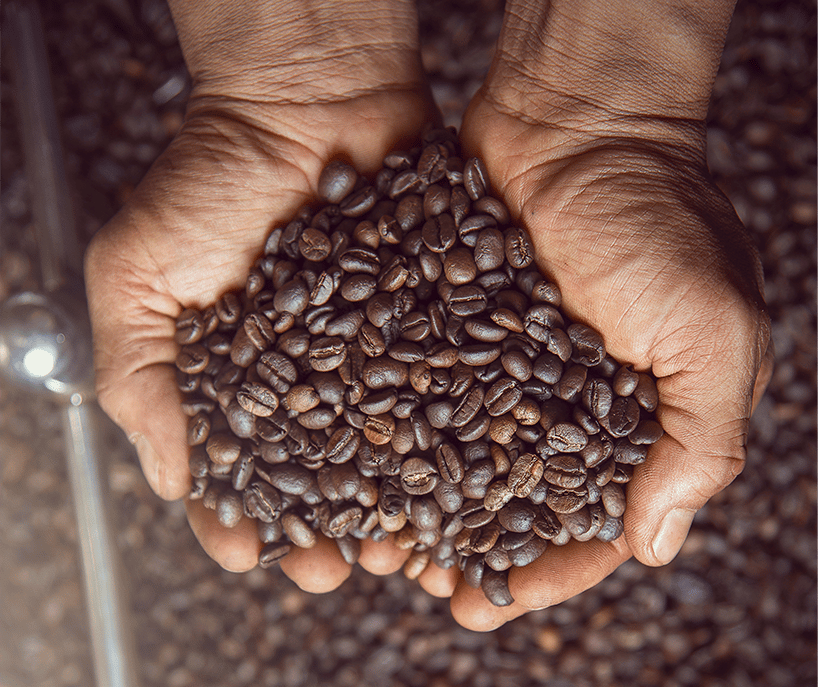 Hands holding dark roasted coffee beans